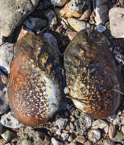 Quadrula verrucosa