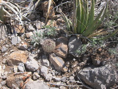 Echinomastus intertextus