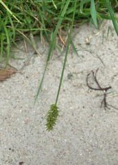 Carex
