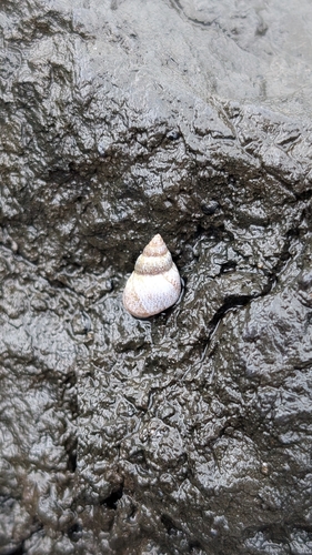 Littoraria pintado observed 2026-03-29