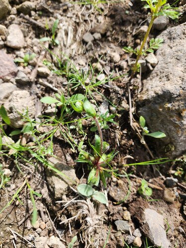 Forget-me-not Popcornflower (Plagiobothrys myosotoides)