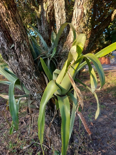 Aechmea bromeliifolia (Aechmea bromeliifolia)