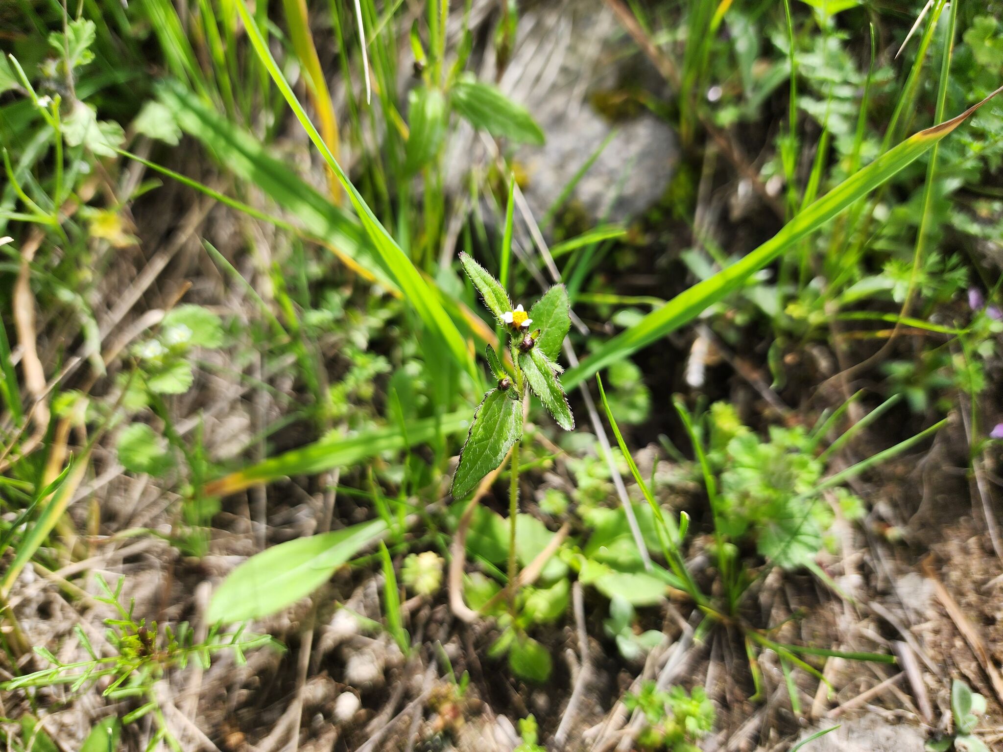 Galinsoga mandonii