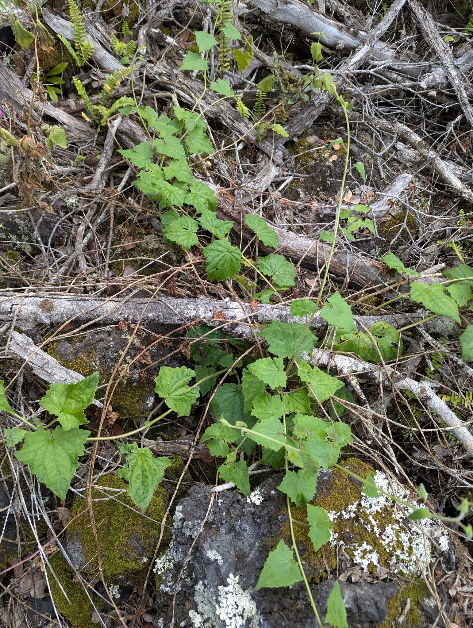 Mexican Twist (Lophospermum erubescens)