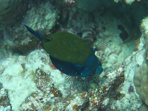 Ostracion cyanurus