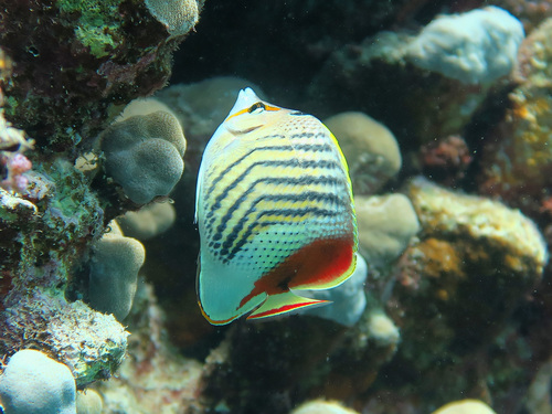 Chaetodon paucifasciatus