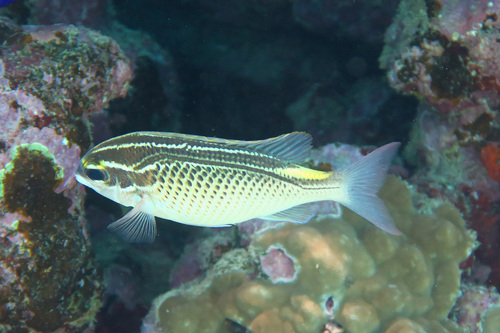 Scolopsis ghanam