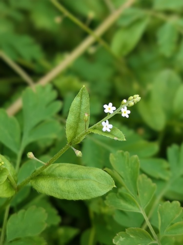 Cucumber-herb