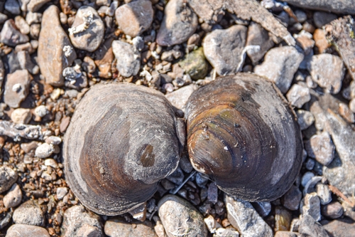 Pustulosa pustulosa
