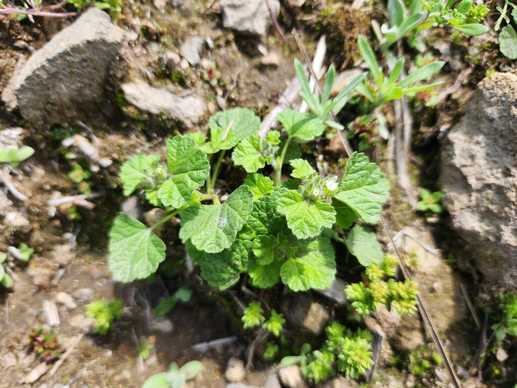Tarasa urbaniana