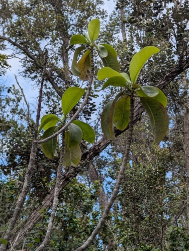 kopiko 'ula (Psychotria hawaiiensis)