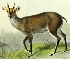 Fea's Muntjac photo 3