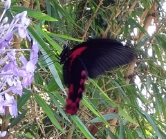 Papilio rumanzovia
