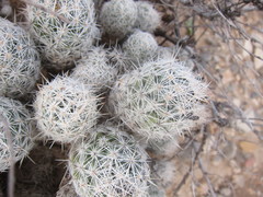 Escobaria sneedii sneedii