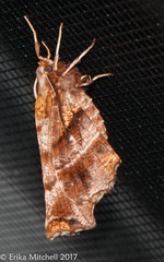 Selenia alciphearia