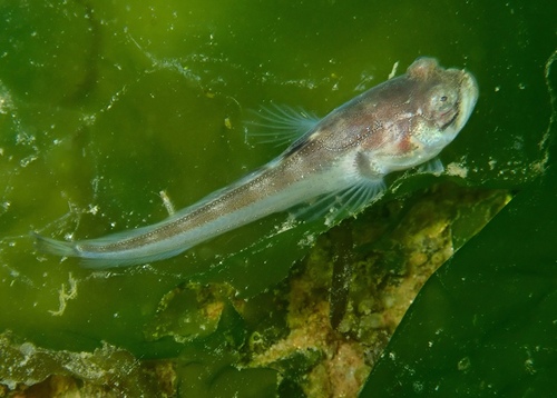 Midshipman (Porichthys notatus) — Batrachoididae — 3
