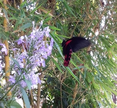 Papilio rumanzovia