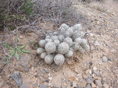 Escobaria sneedii sneedii