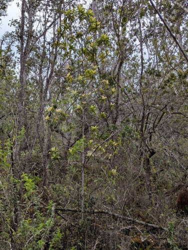 kōlea lau nui (Myrsine lessertiana)