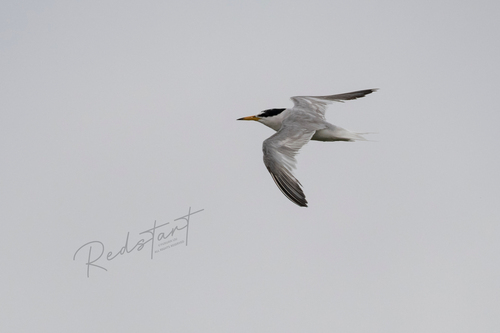 iNaturalist: (c) Yuxuan Liu, some rights reserved (CC BY-NC), uploaded by Yuxuan Liu iNaturalist image