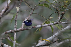 Tangara callophrys