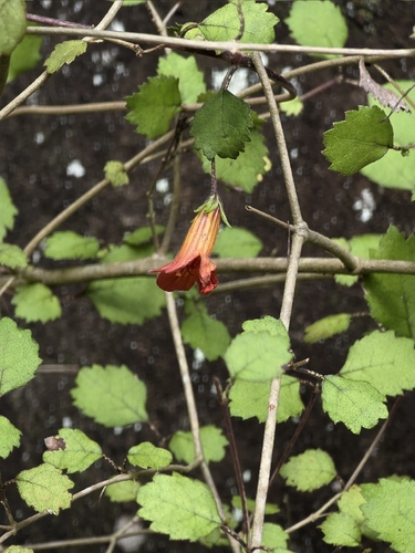 taurepo (Rhabdothamnus solandri)