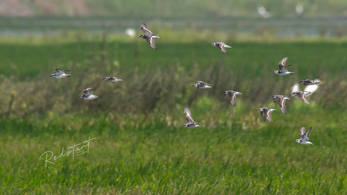 iNaturalist: (c) Yuxuan Liu, some rights reserved (CC BY-NC), uploaded by Yuxuan Liu iNaturalist image