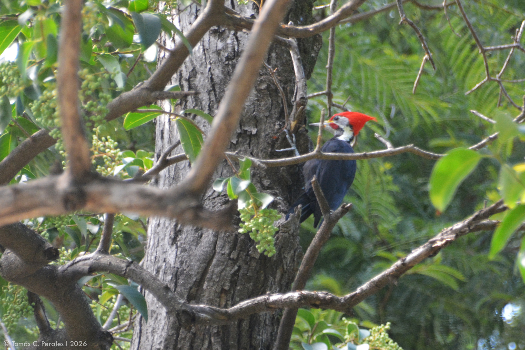 Black-bodied Woodpecker (Dryocopus schulzii), photo 2