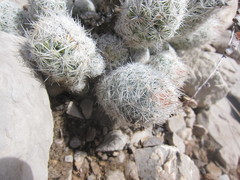 Escobaria sneedii sneedii