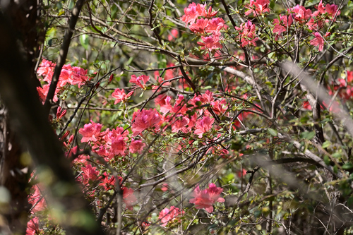 Red Azalea