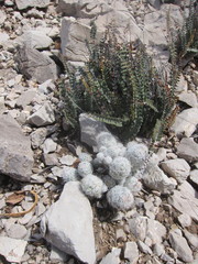 Escobaria sneedii sneedii