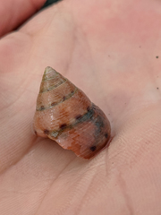 Calliostoma gloriosum