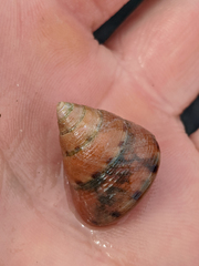 Calliostoma gloriosum