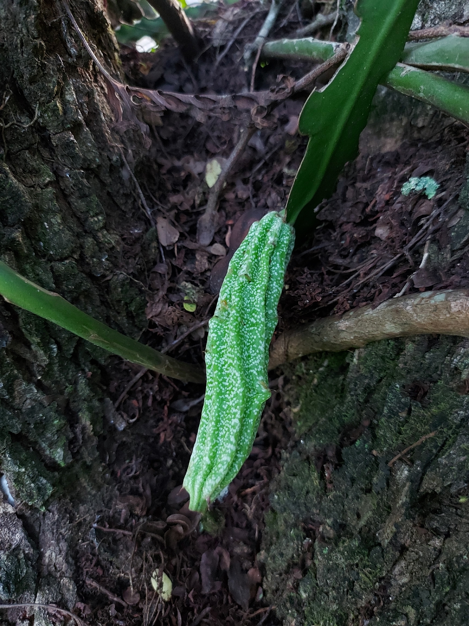 Climbing Cactus (Epiphyllum phyllanthus)