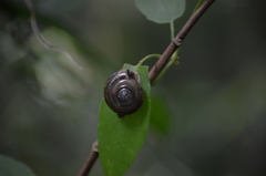 Ariophantidae