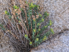 Euphorbia schizoloba