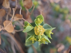 Euphorbia schizoloba