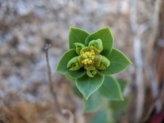 Euphorbia schizoloba