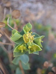 Euphorbia schizoloba