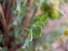 Euphorbia schizoloba