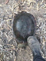 Chelodina expansa