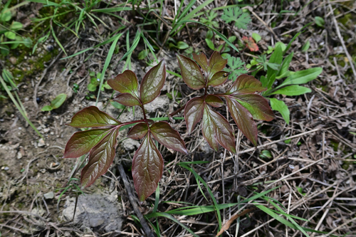 Chinese peony