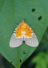 Peridrome orbicularis