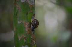 Ariophantidae