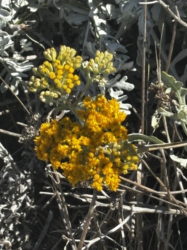 Nevin's Woolly Sunflower (Constancea nevinii)