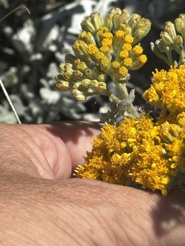 Constancea nevinii, photograph 5