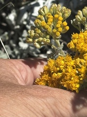 Constancea nevinii, photograph (c) Sula Vanderplank, some rights reserved (CC BY)