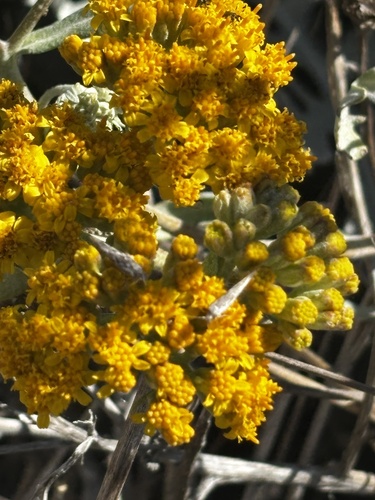 Constancea nevinii, photograph 6