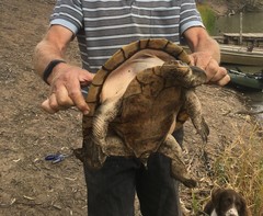 Chelodina expansa