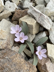 Claytonia peirsonii yorkii